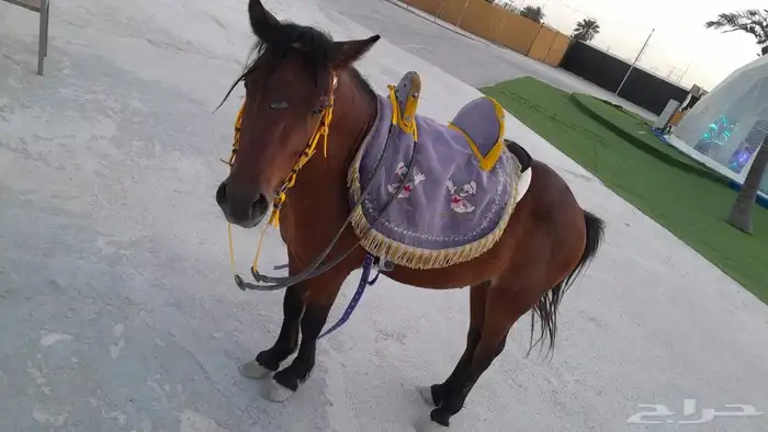 اجار جمال رحول خيول صغيره بواني خيول عربيه شعبيه 3