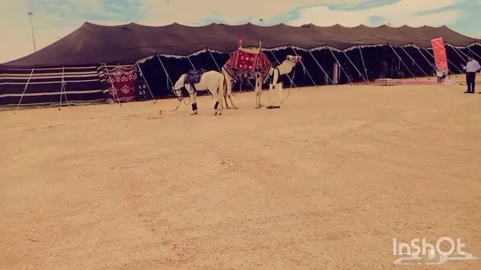 اجار جمال وخيول اباعر رحول ركبي بوني سيسي ورحول قليصة المنتز 7