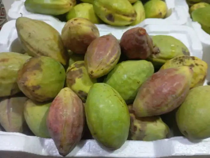 لوز اللوز قطيفي 6