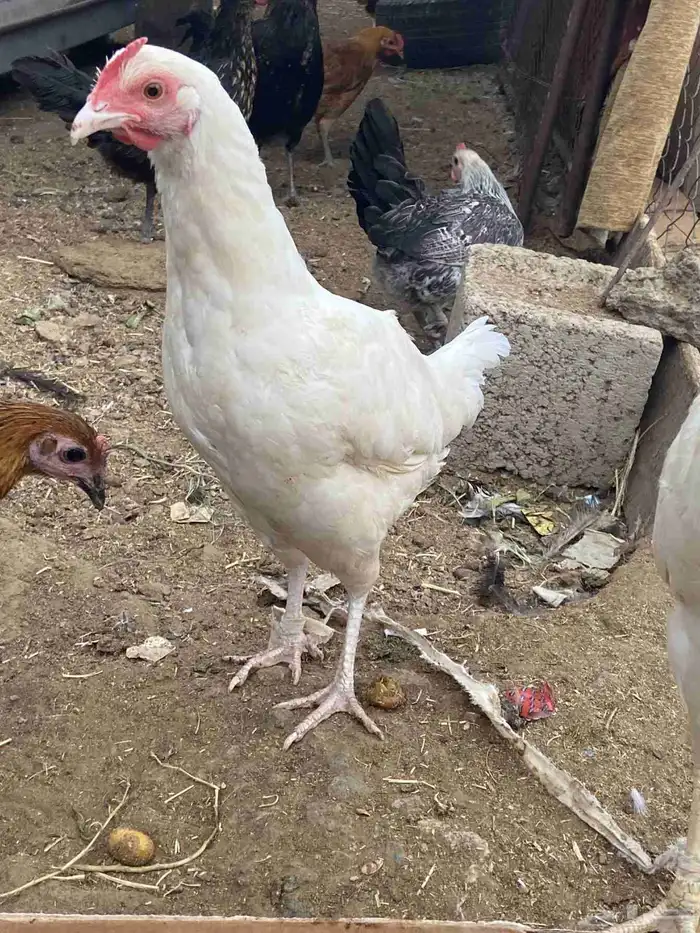 طقم دجاج ابيض 2