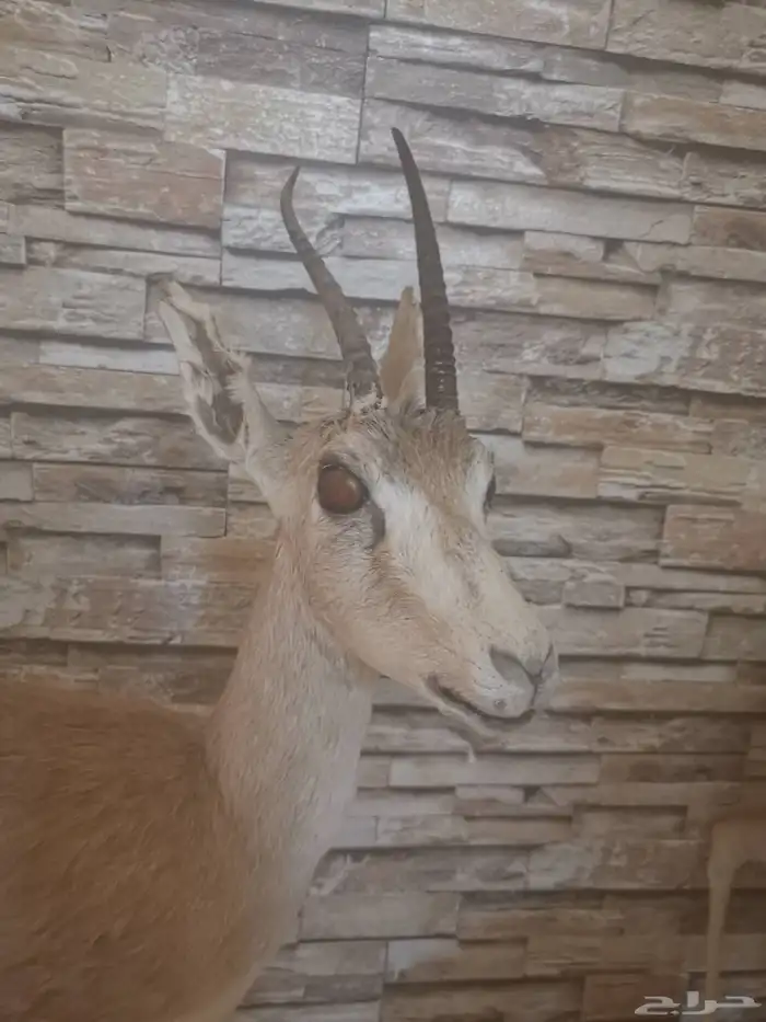 غزلان محنطة 0