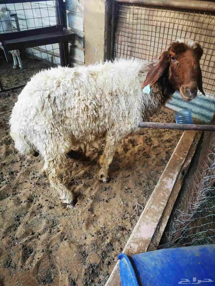نعمي سن تمه 1