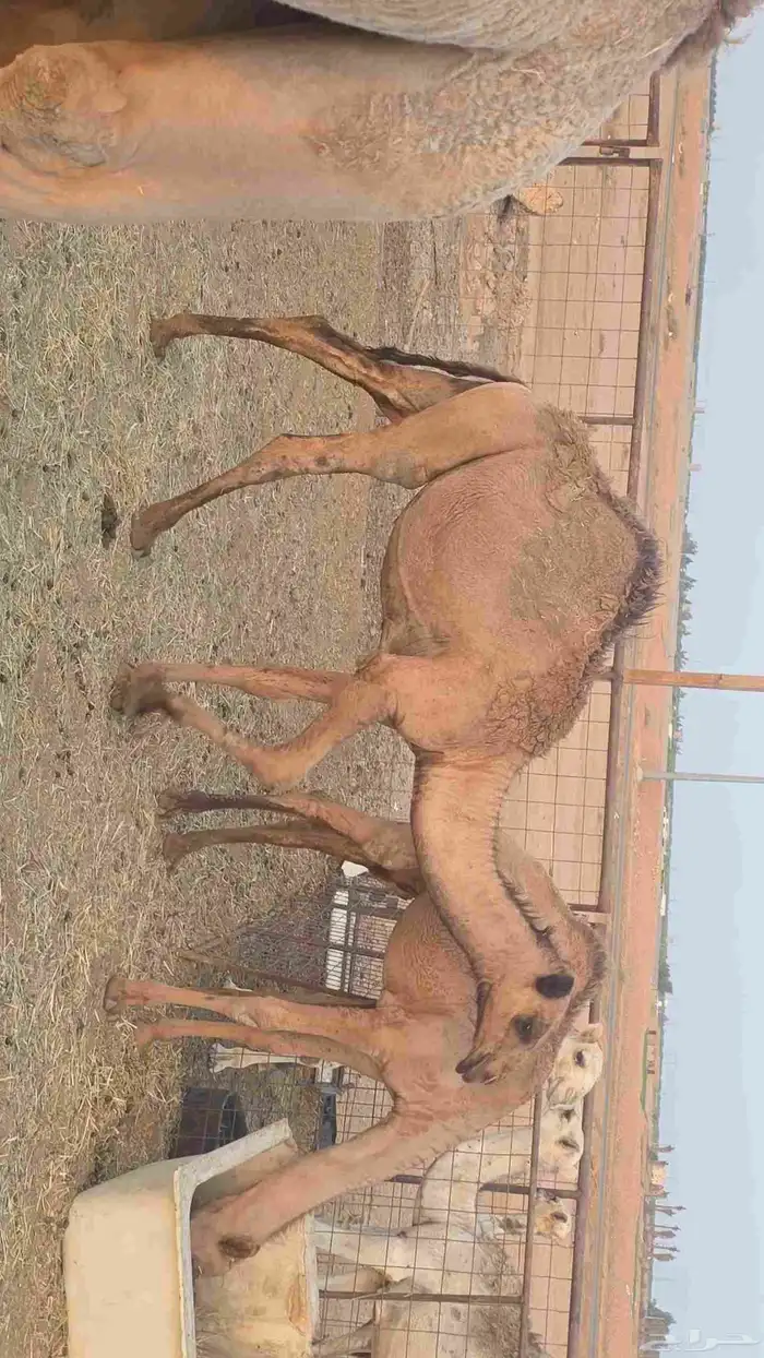 قعدات 1