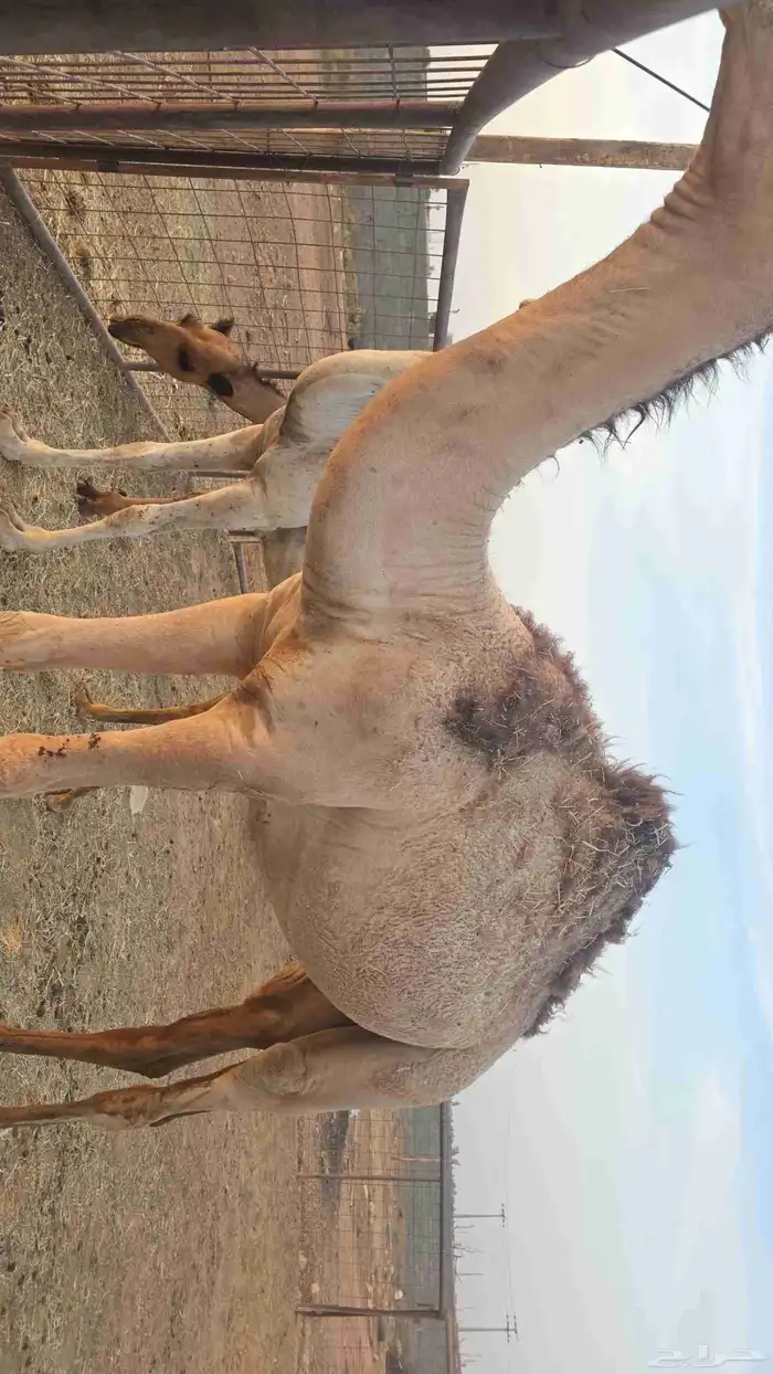 قعدات 2