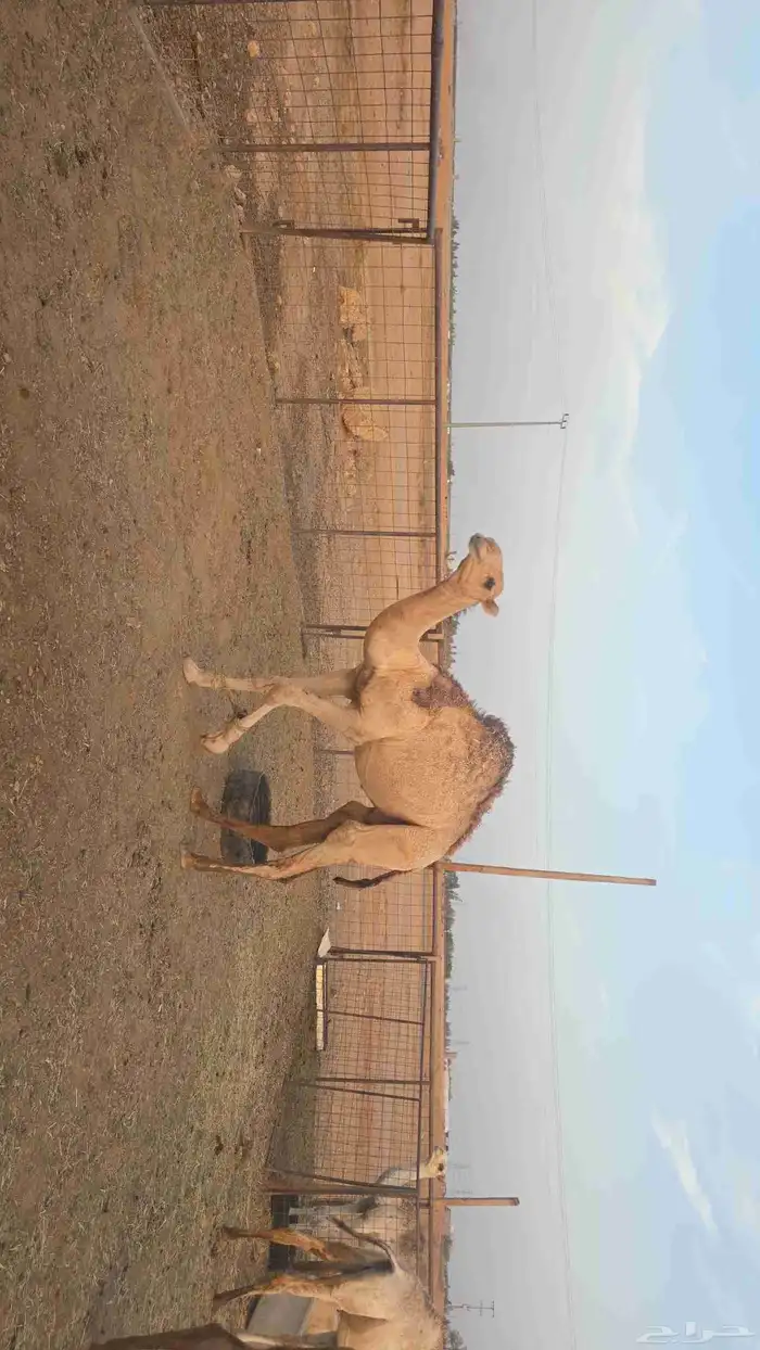 قعدات 0