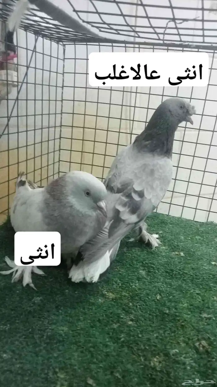 للبيع مجموعة اتراك قديمة واناث بالمغيسلة 1