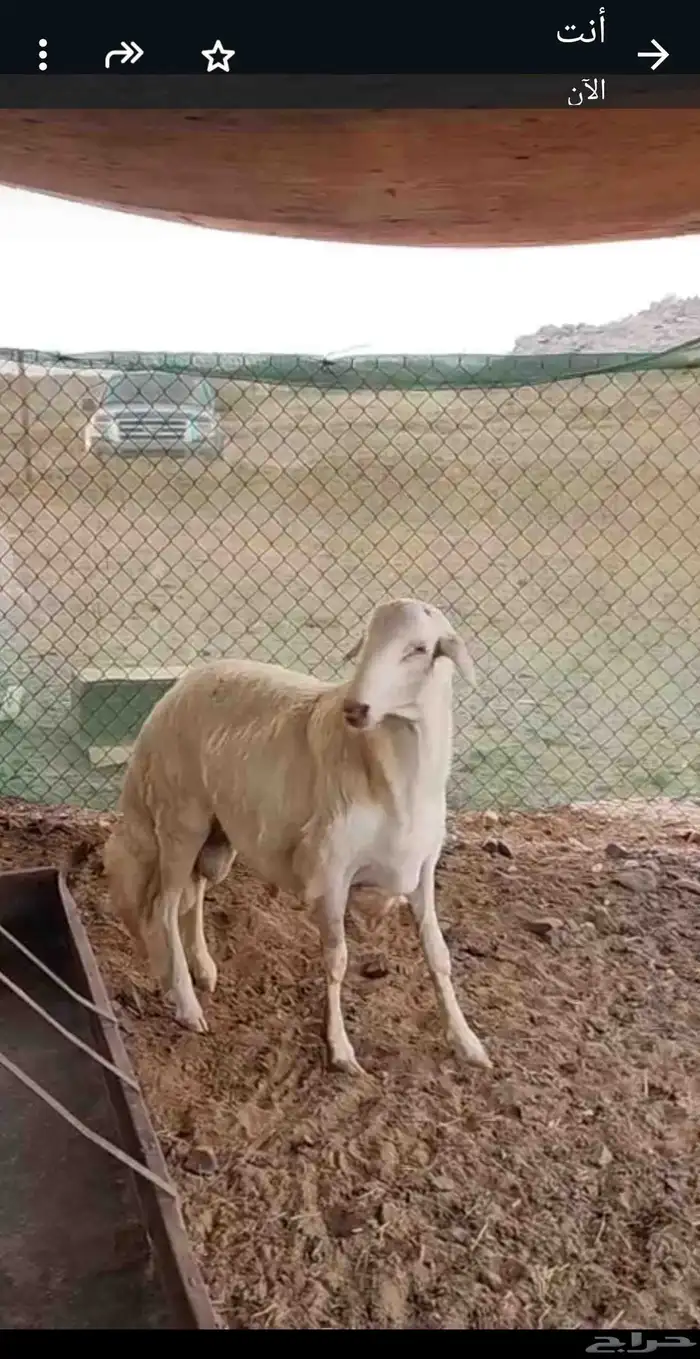 مشروع فحل 3
