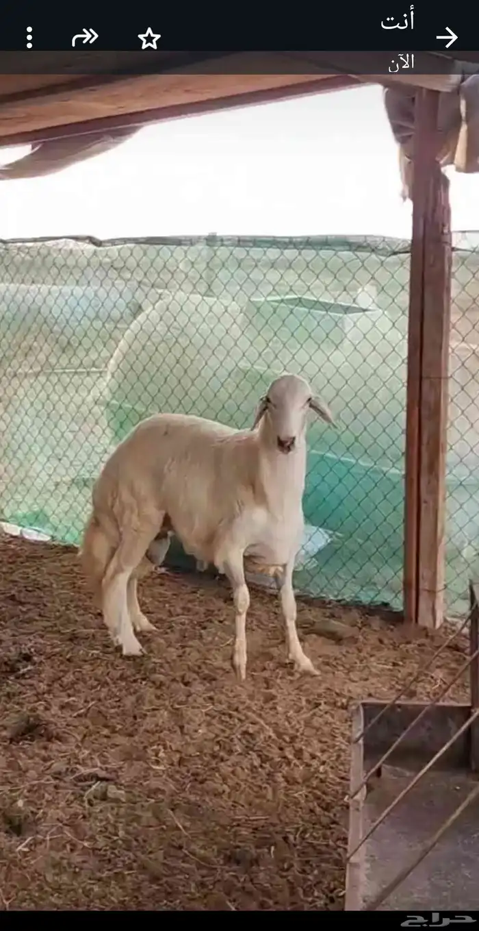 مشروع فحل 4