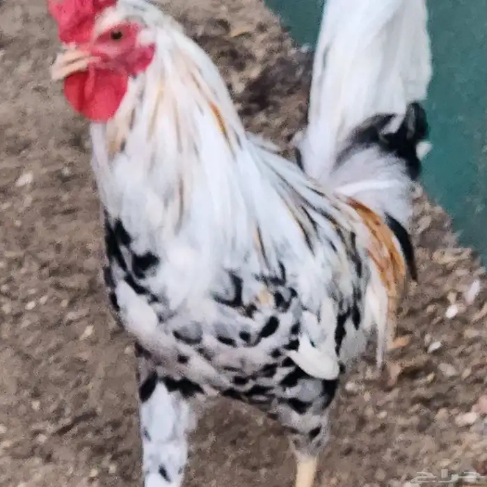 دجاج ماكنتوش 0