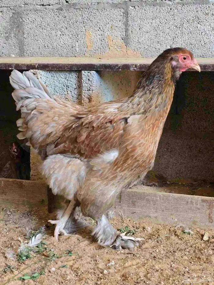 دجاج 33