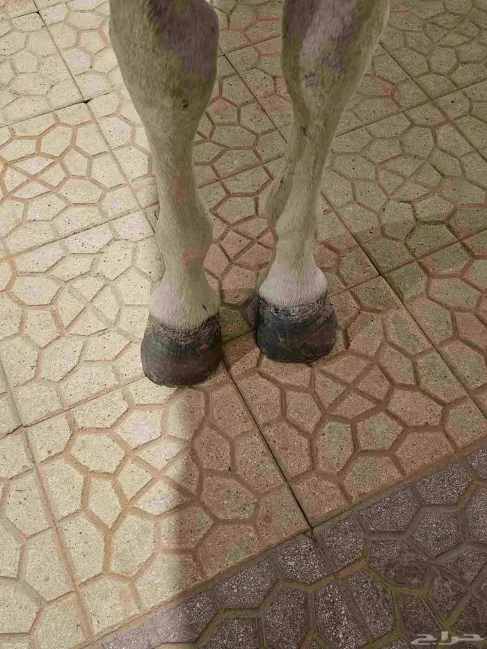 حصان شعبي 2