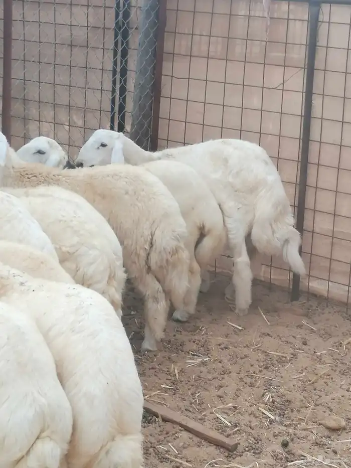 طليان مناسبات طيبة 1