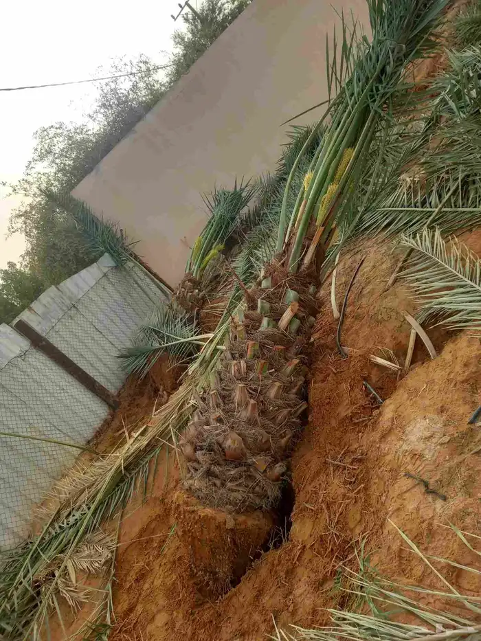 بيع نخل مثمر 1