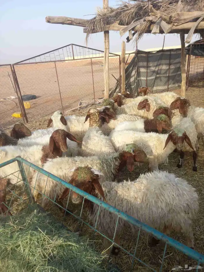 للبيع بهم نعيم مراح واحد طيبات وسليمه شرط العدد 23 0