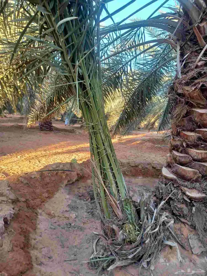 تركيب السياج الأمني الحديدي الشبوك و زراعة النخل والمظلات وا 3