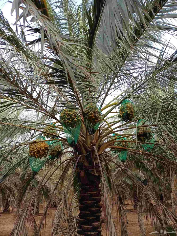 ثمرة نبوت سيف العدد 180 نخلة ومنيفي فوق 55 نخلة 2