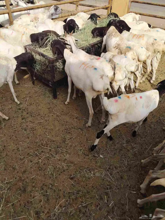 موقعنا الباحة الرياض مكه خميس مشيط تبوك 18