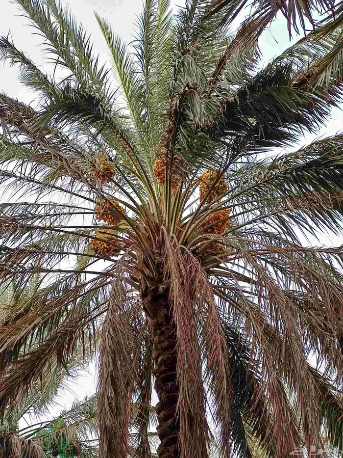 ثمرة نبوت سيف العدد 180 نخلة ومنيفي فوق 55 نخلة 0