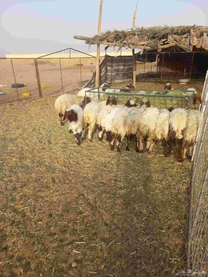 للبيع بهم نعيم مراح واحد طيبات وسليمه شرط العدد 23 6