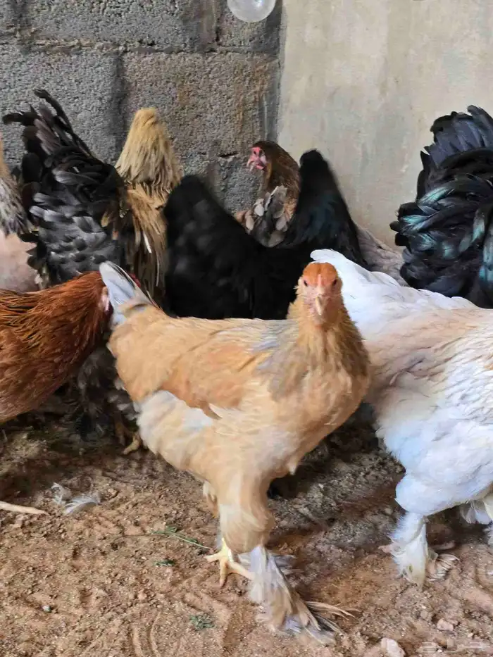 دجاج 30