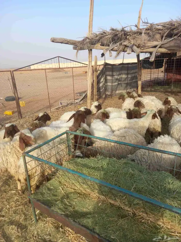 للبيع بهم نعيم مراح واحد طيبات وسليمه شرط العدد 23 5