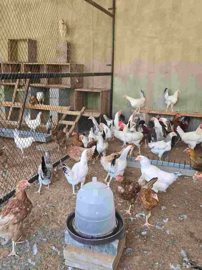 دجاج 16