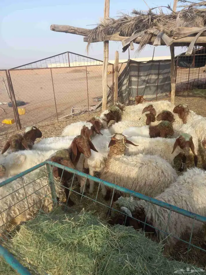 للبيع بهم نعيم مراح واحد طيبات وسليمه شرط العدد 23 1