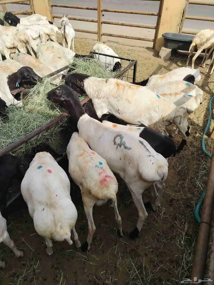 اللي يدور تيوس وبرابر مرابي جملة بسعر ممتاز عندنا 7