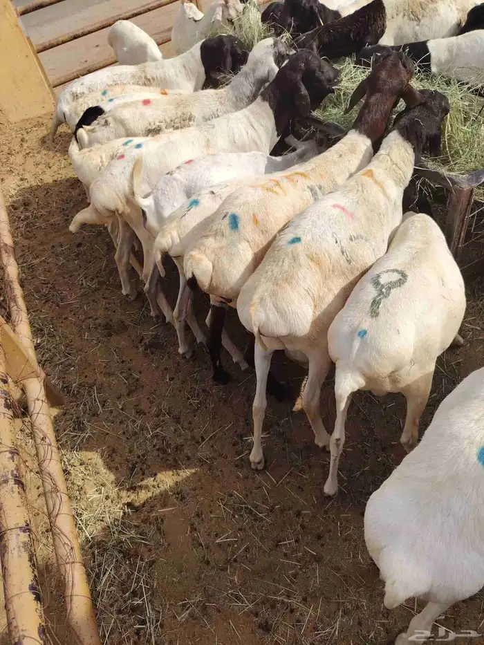 اللي يدور تيوس وبرابر مرابي جملة بسعر ممتاز عندنا 8