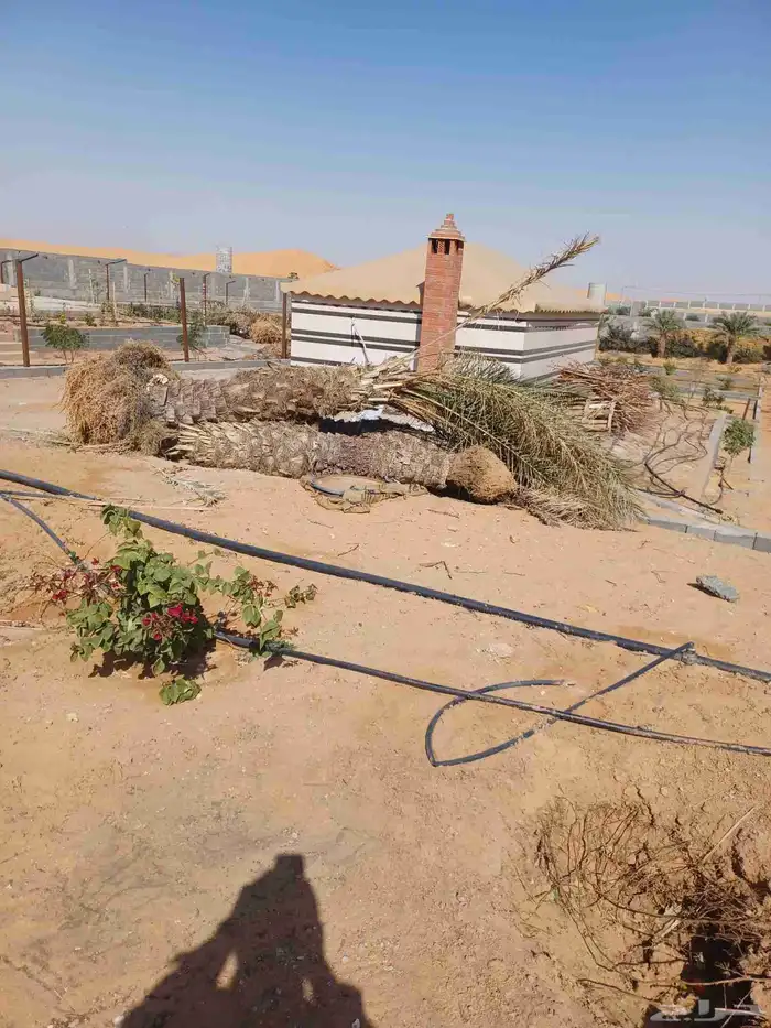 تركيب السياج الأمني الحديدي الشبوك و زراعة النخل والمظلات وا 4
