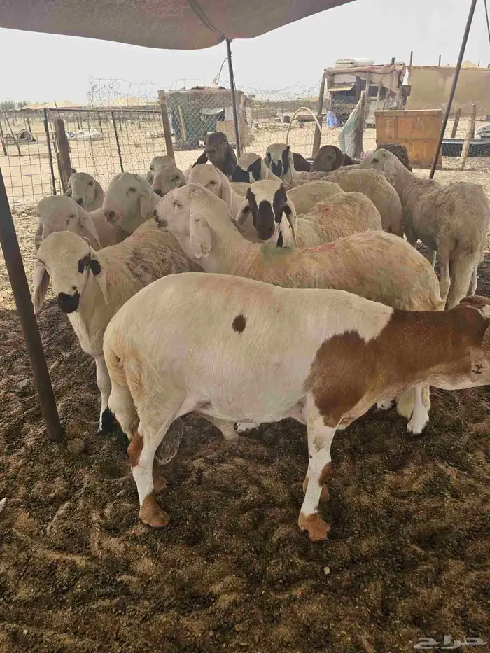 الحري والسواكني 2