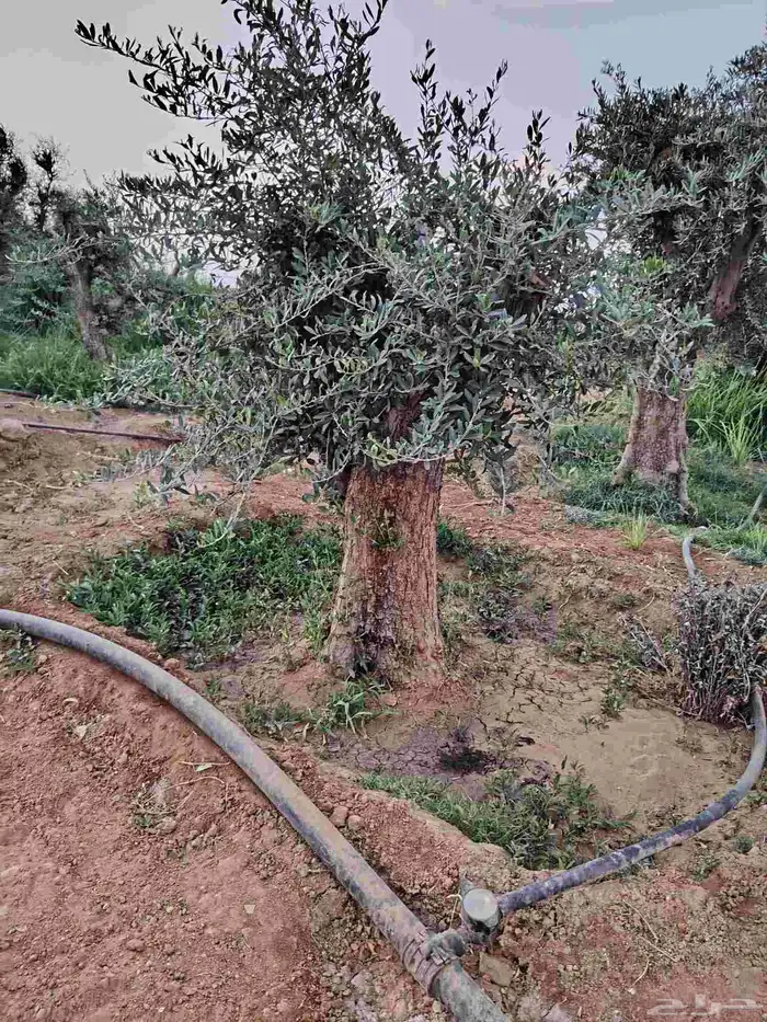 سلام عليكم ورحمة الله وبركاته يوجد لدينا جميع انواع الأشجار 0