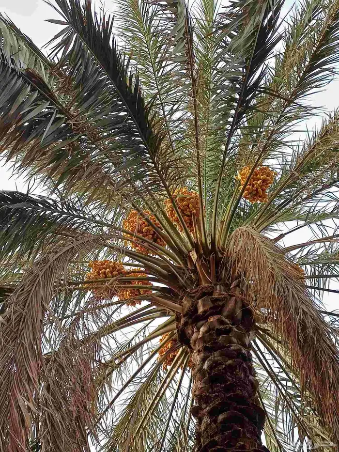 ثمرة نبوت سيف العدد 180 نخلة ومنيفي فوق 55 نخلة 4