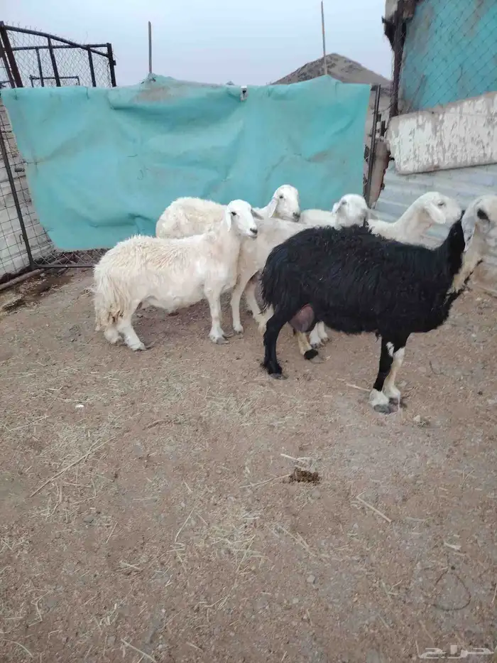 اعرض لكم ضان دفع ضريع 1