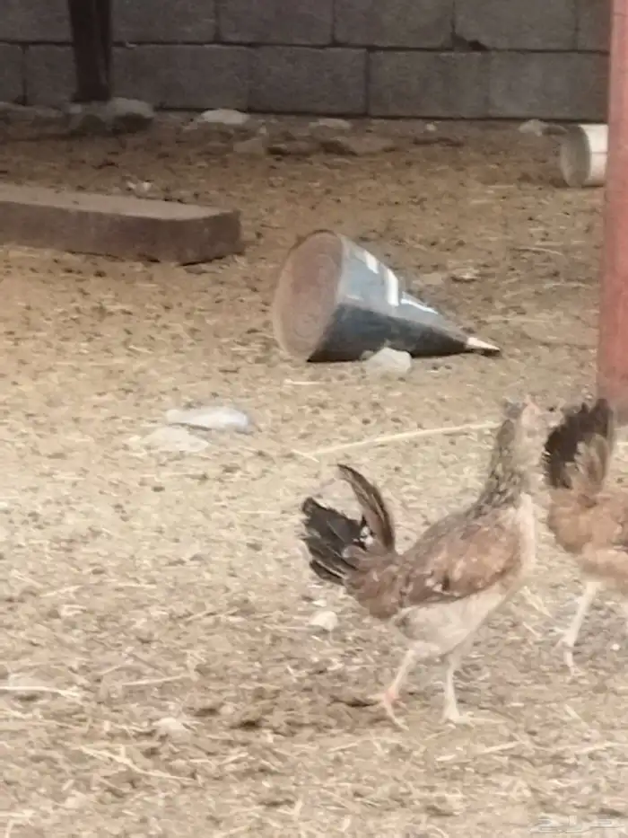 دجاج بلدي و باكستان 1