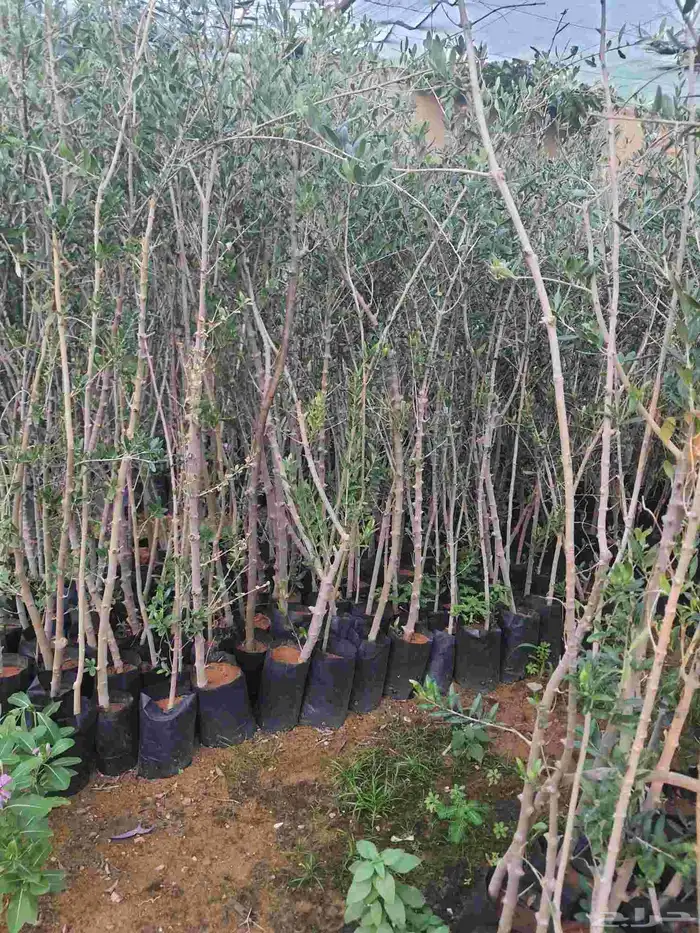 زيتون شتلات 1