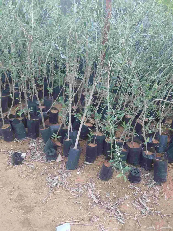 زيتون شتلات 0