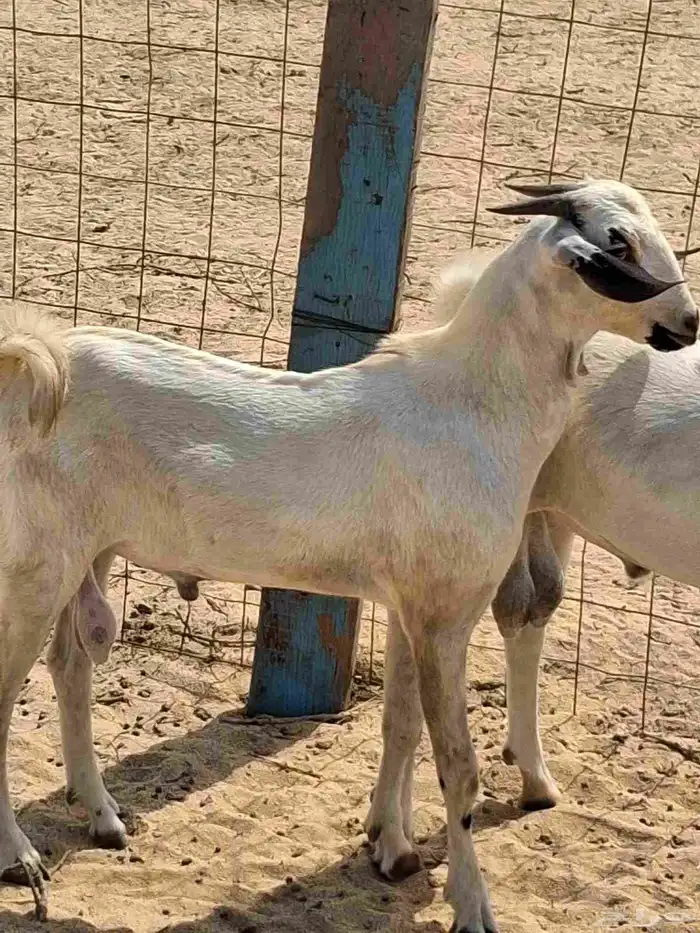 تيوس بيشبه صنف الصنف مشاريع فحول جذعان 9
