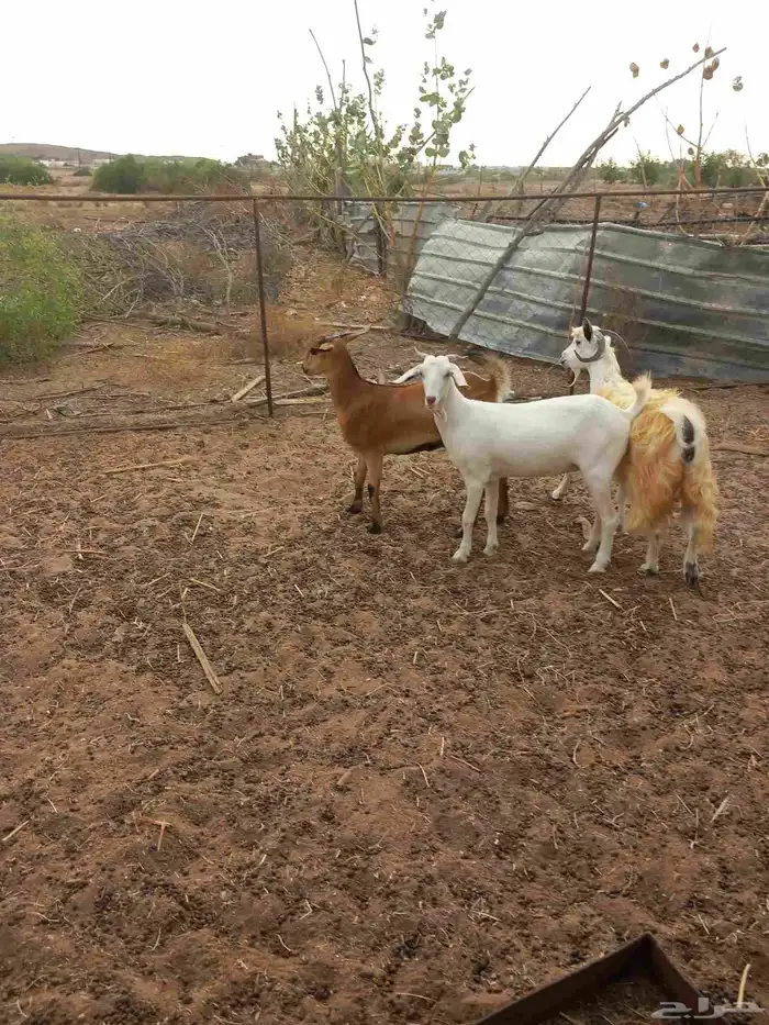 عدد ثلاث روس غنم وحده سديس و ثنتين جذعات والغنم كلها دفيع 0