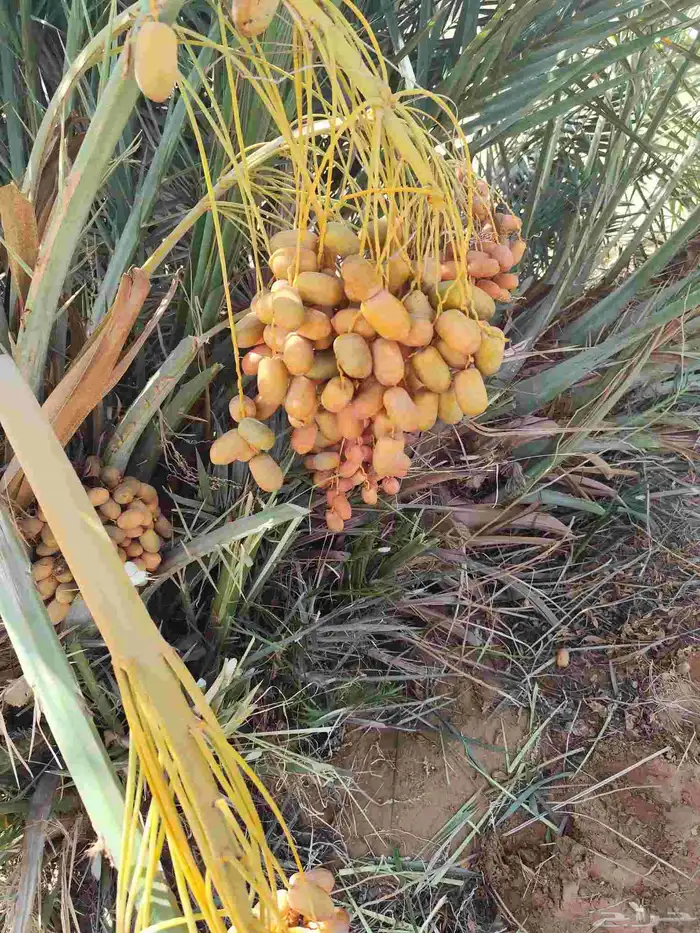 الدمام 2