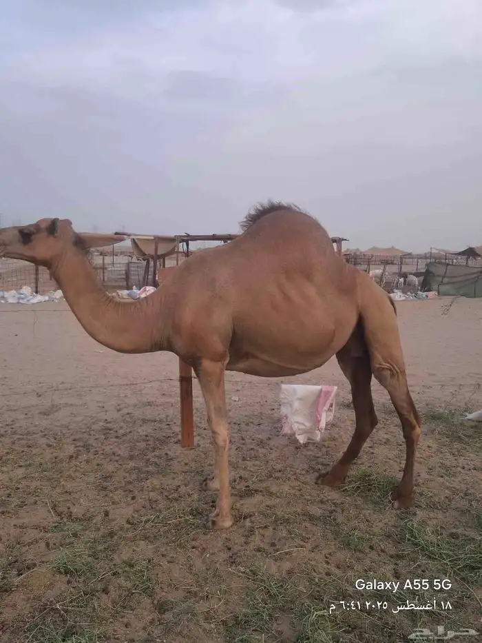 ناقه لقحه وبكرتين على ضراب 0