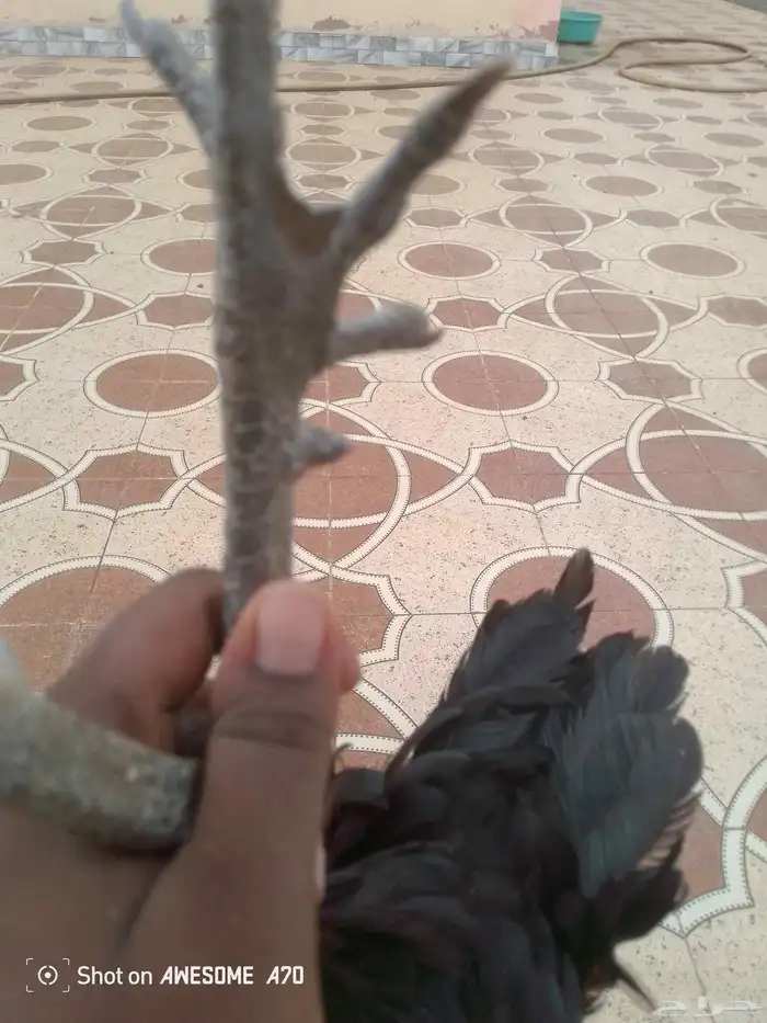 ديك بلدي 5