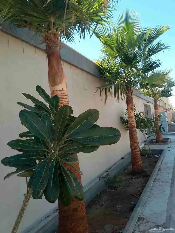 تكريب الواشنطونيا والنخيل وتجهيز الأحواض الزراعية وقص الأشجا 1