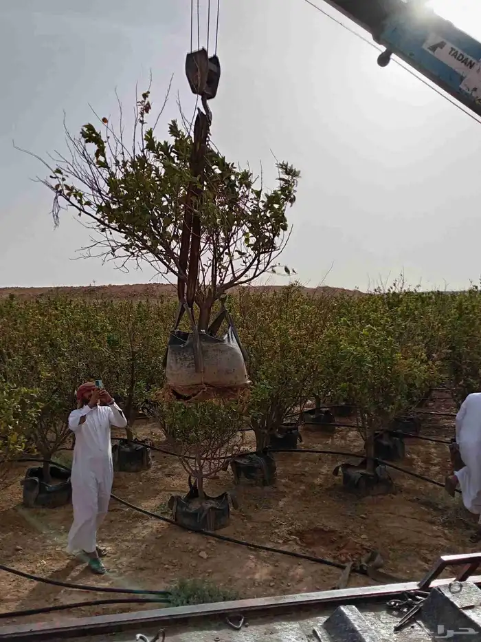 حمضيات للبيع 6