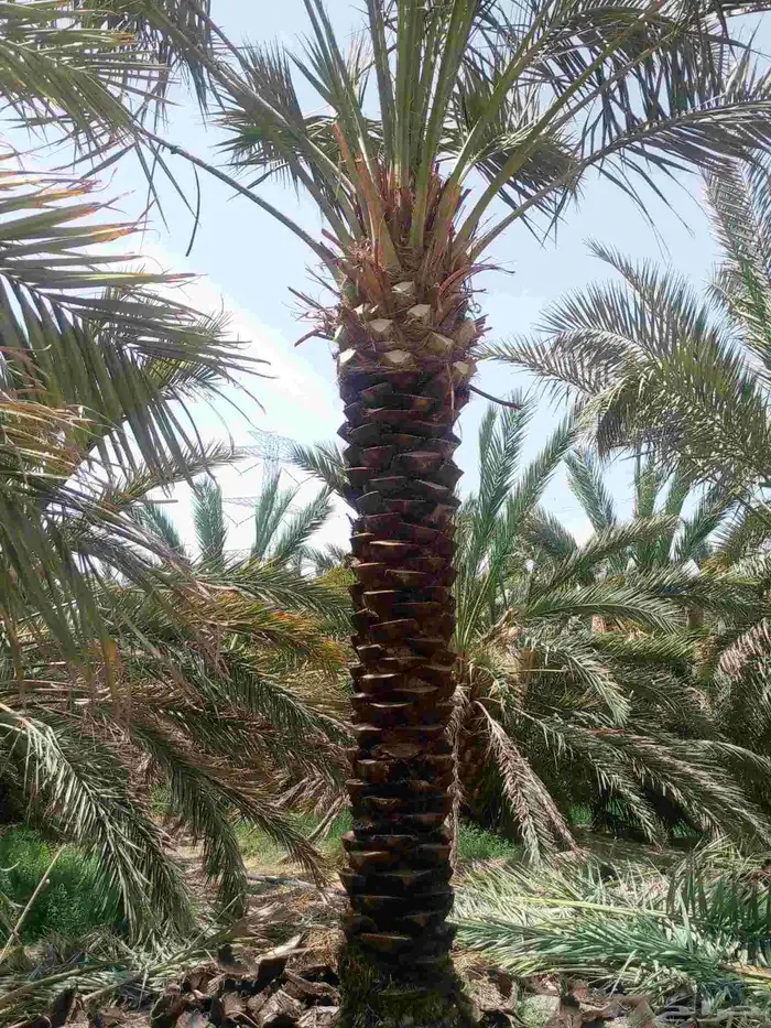 نخل للبيع مثمربجميع المقاسات المدينه مكه جده نوصل كل المناطق 1