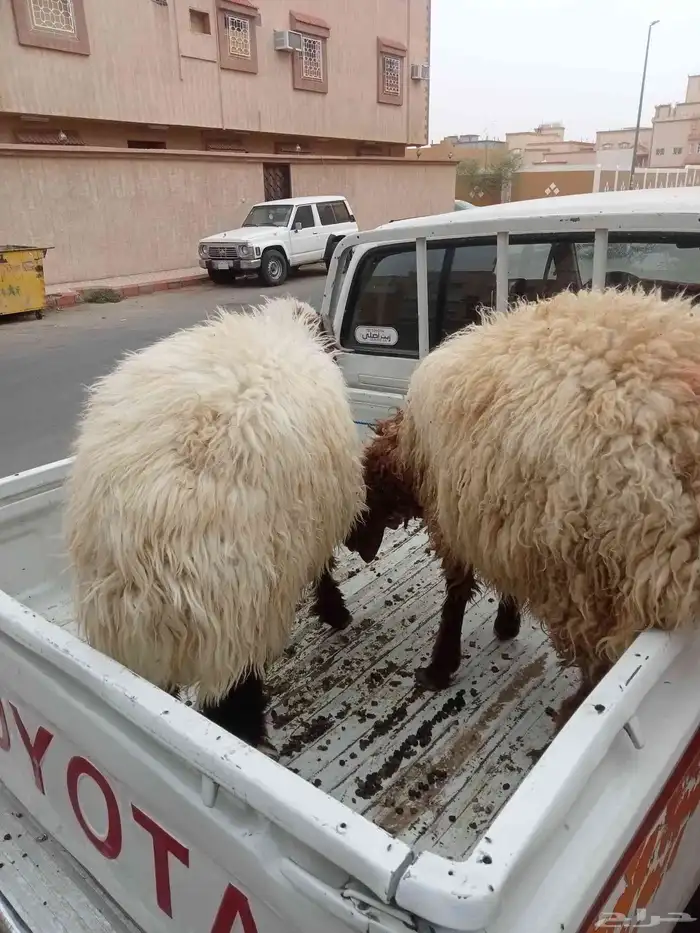 خرفان نعيمي للبيع 1