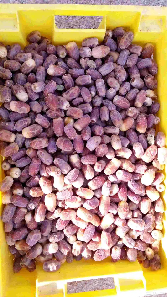 يوجدلديناتمرصقعي رقم واحد 6