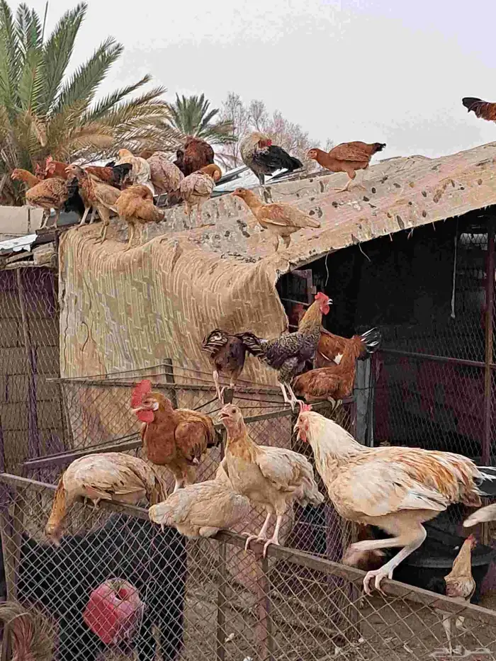 دجاج بلدي بياض 4