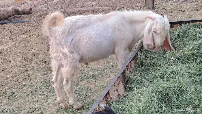 اثنين تيوس 0