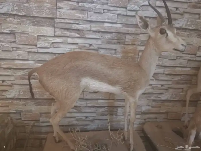 غزلان محنطة 1